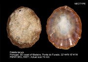 Patella tenuis